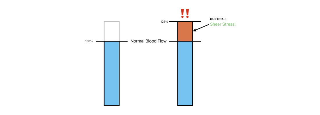 The Science of Shear Stress: How VascuVive Unlocks Growth, Endurance, and Performance