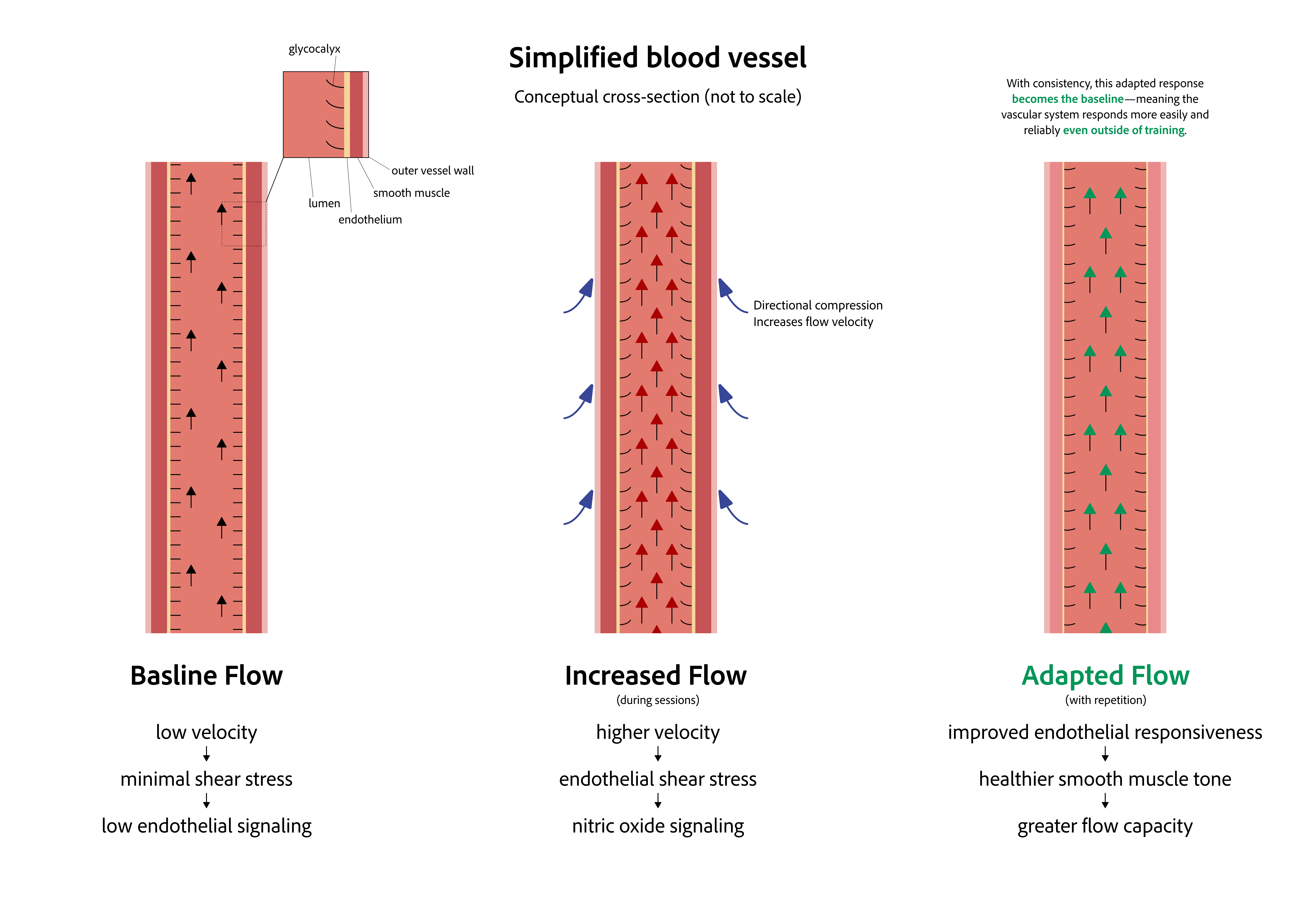 How flow trains vascular responsiveness - diagram showing blood flow, shear stress, and endothelial signaling